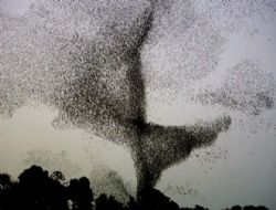 Gökyüzünde Kuşların Muhteşem Dansı