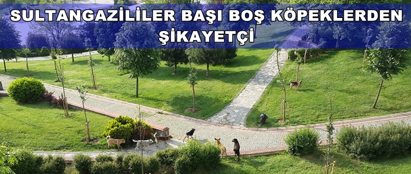 Halk sokak köpeklerinden rahatsız