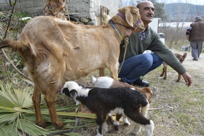 keçi-kuzu-doğurdu-1