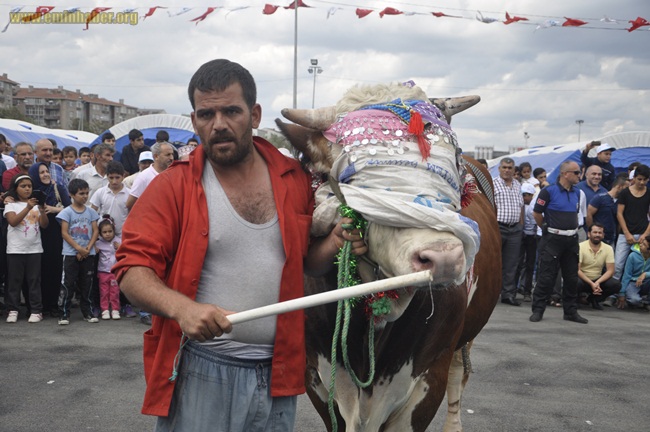 sultangazi-kurban-yarışması_DSC7300