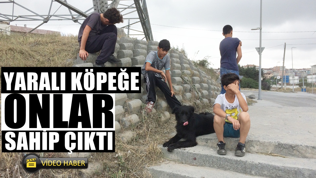 Arabanın çarptığı köpeğe ‘Bunun da canı var’ diyerek gözyaşı döktüler