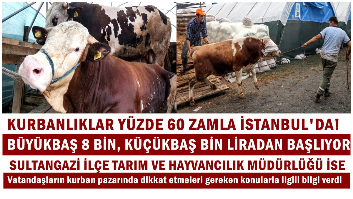 Kurbanlıklar Yüzde 60 Zamla İstanbul’da