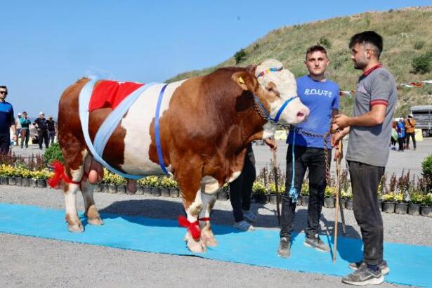 Kurbanlıklar güzellik yarışmasına katıldı