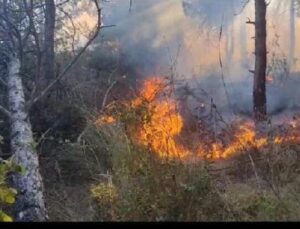 Sultangazi Kent Ormanı’nda yangın: Yaklaşık 10 dönüm alan kül oldu