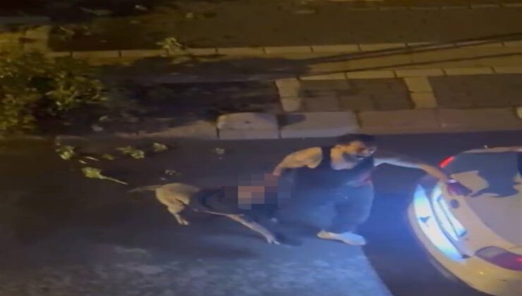İstanbul’da Pitbull cinsi köpek, sahibine saldırdı